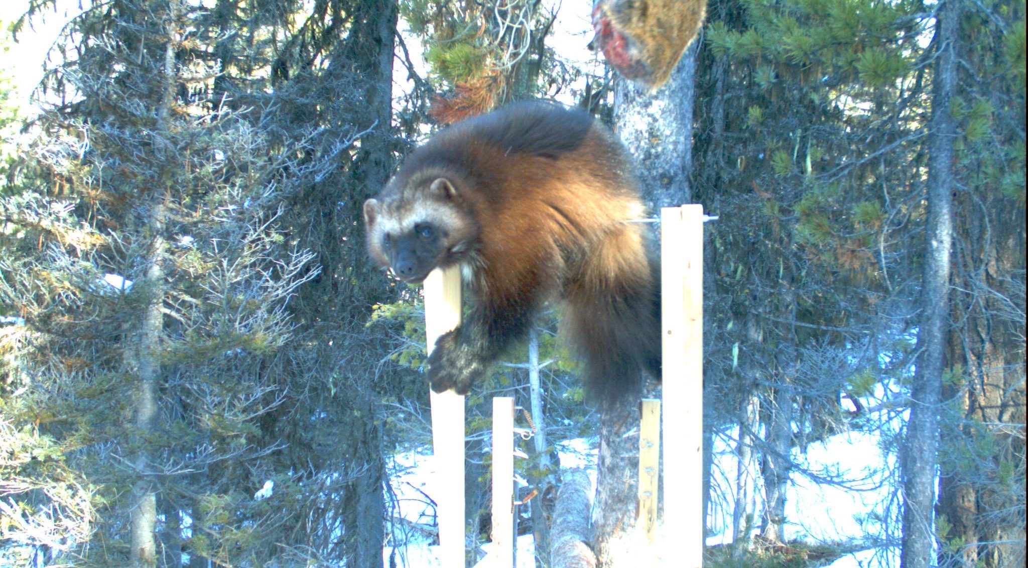 Wolverine in the Teanaway Valley. Photo Aja Woodrow USFS 2 e1507666218653