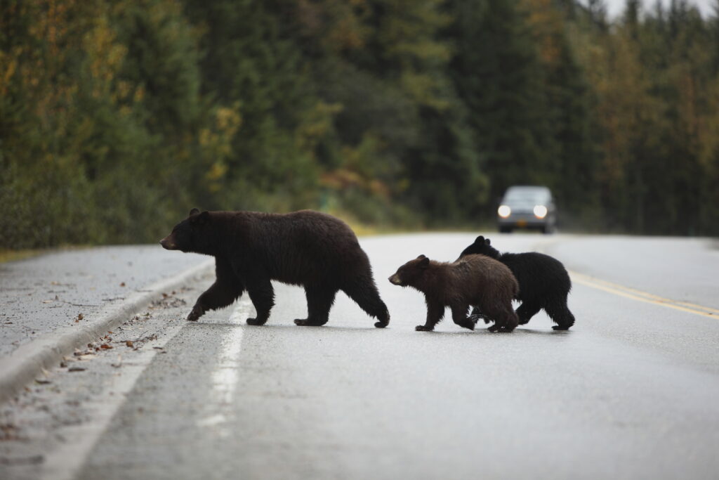 Black bear and cubs crossing highway. Photo ©iStock.com .wergodswarrior scaled
