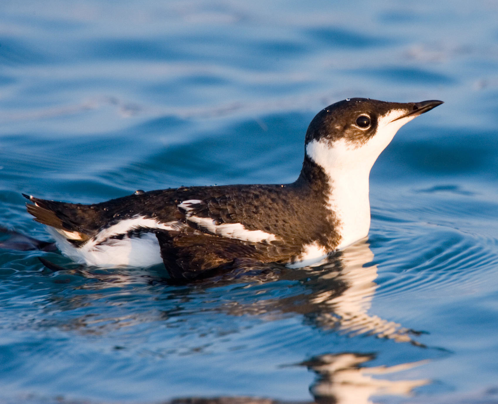Marbled Murrelet b13 39 316 V e1510167513675