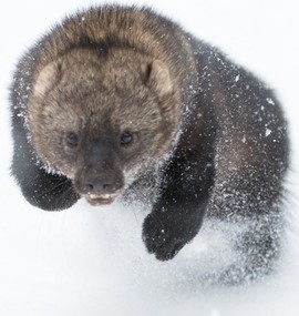 fisher 1