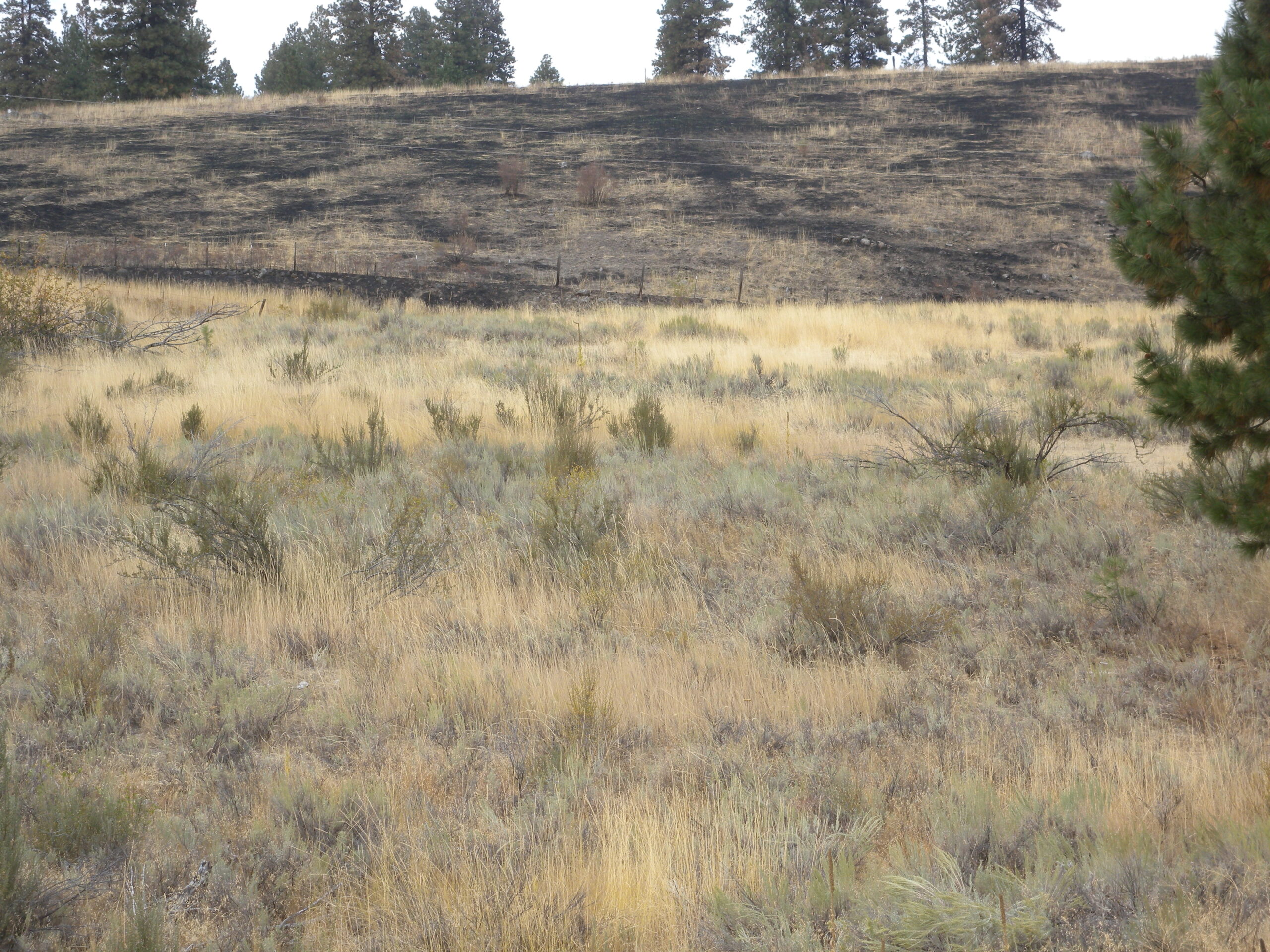 conservationnw image