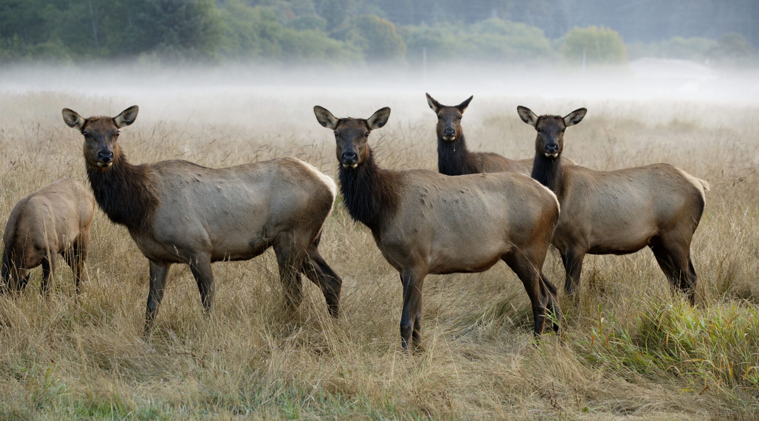 Roosevelt Elk Photo ericfoltz istockphoto e1510609883142 scaled