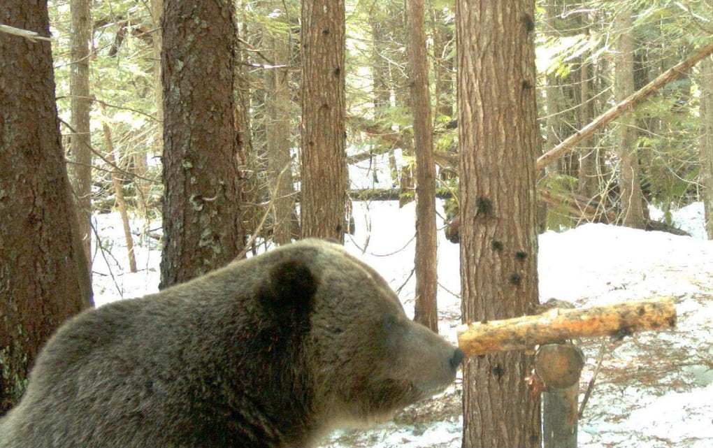 BC grizzly bear 20 miles north of WA.BC border in early 2012. Photo BC Ministry of Environment