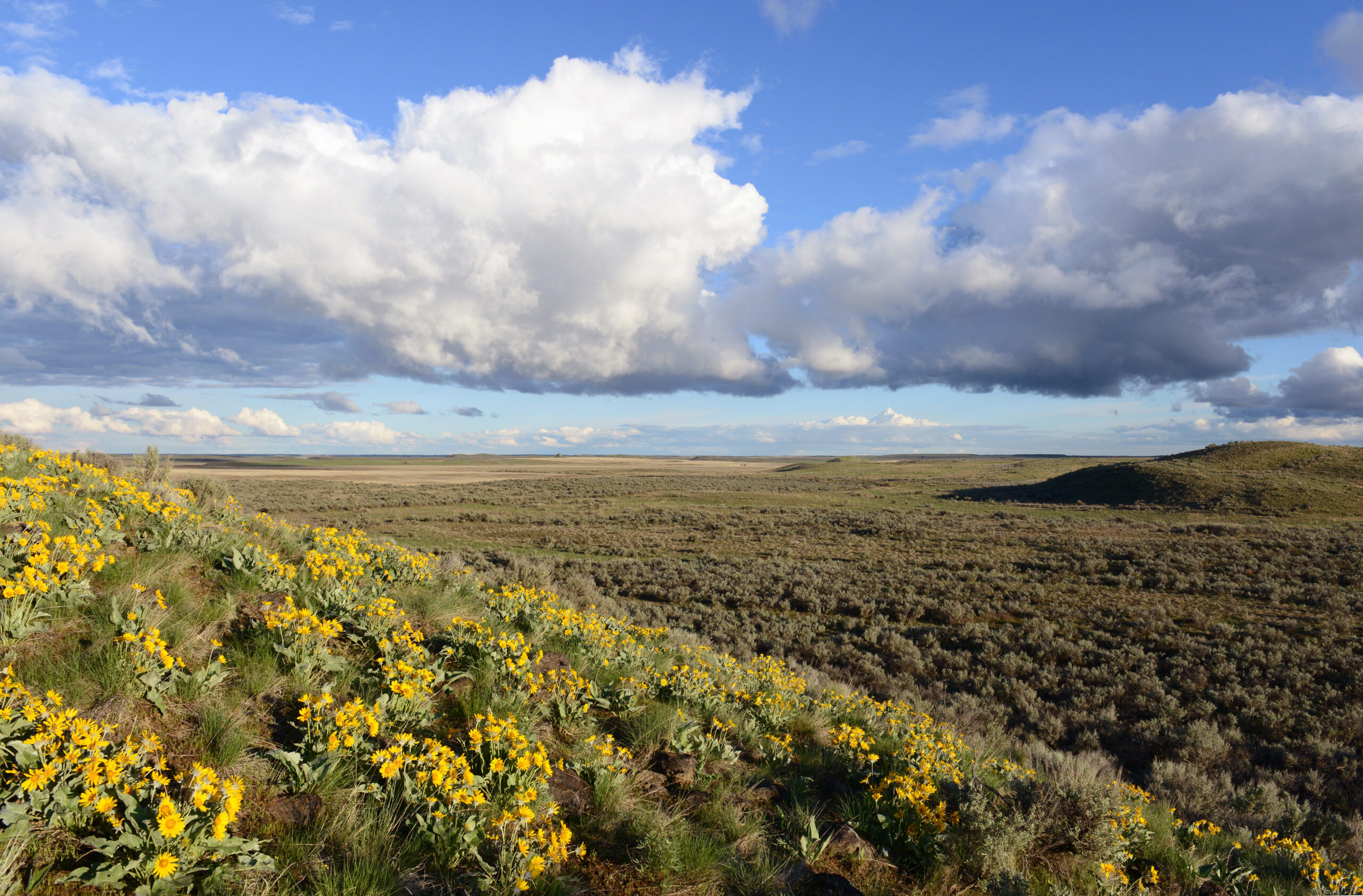 conservationnw image