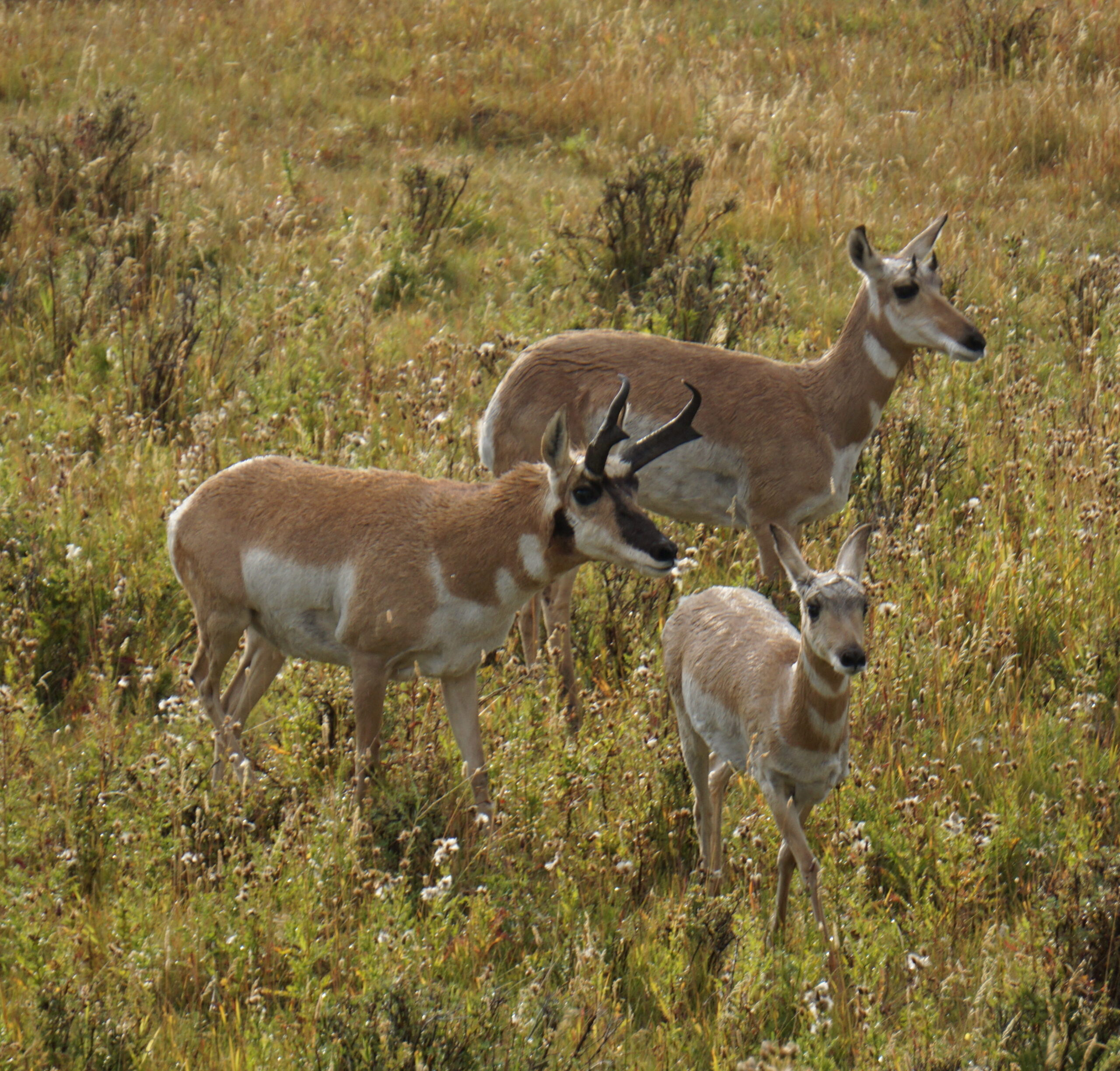 YNP pronghorn7 photo Chase Gunnell e1524007839665 scaled