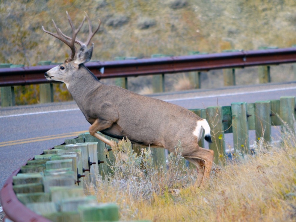 Mule deer buck jumping onto road. Photo WSDOT