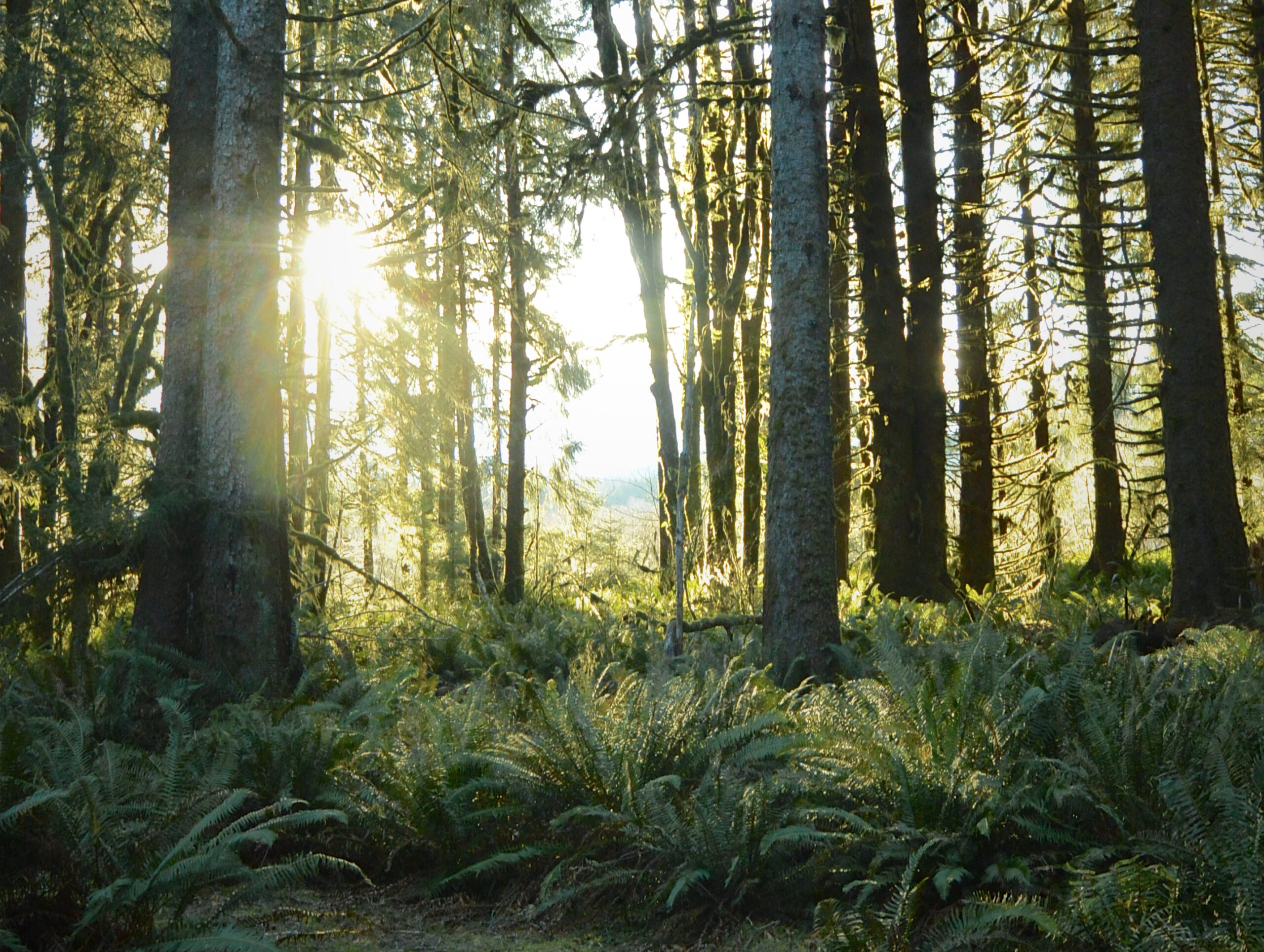 Queets 2 Olympic National Park. Photo Chase Gunnell e1578356705999 scaled
