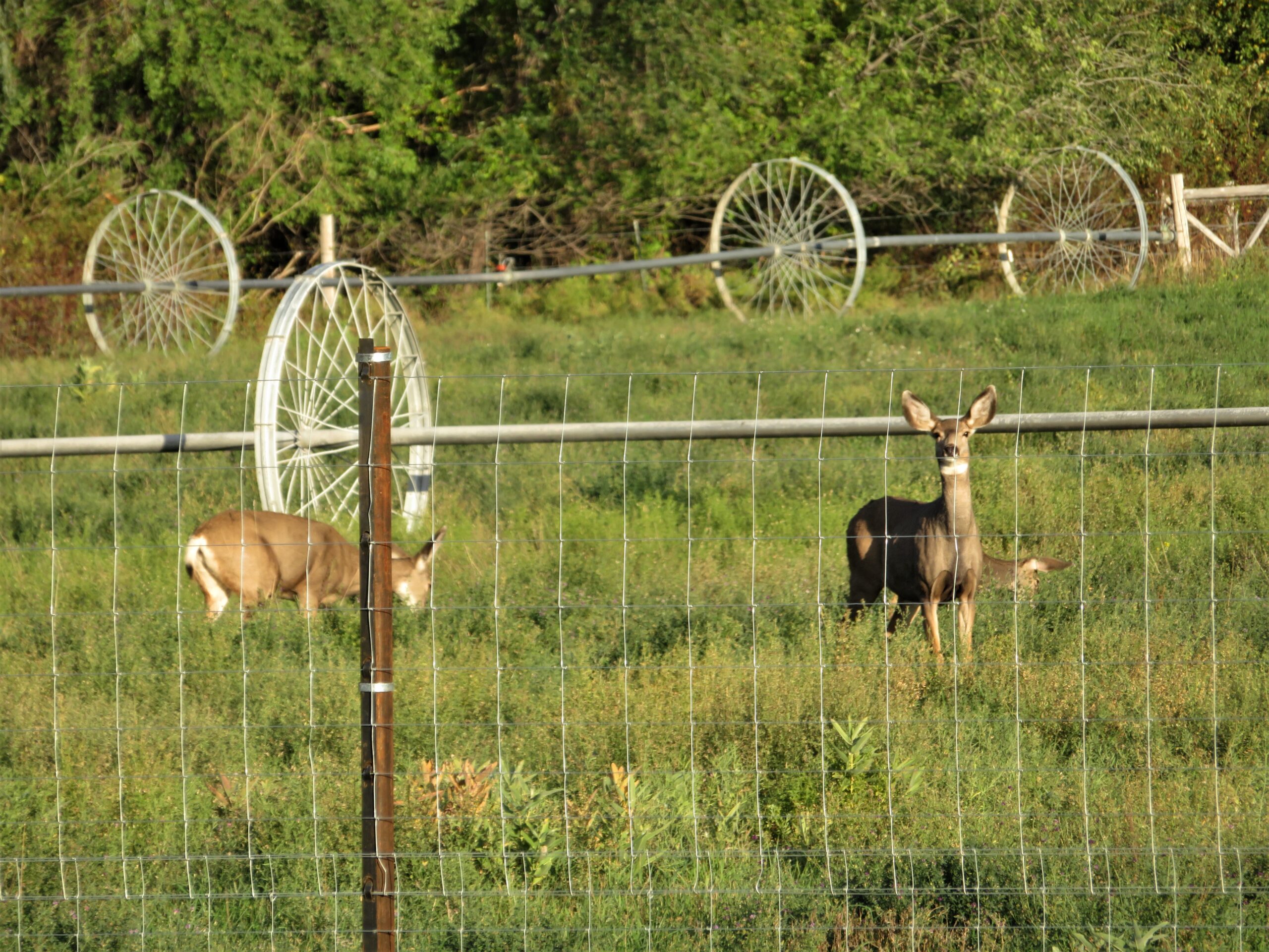 Deer behind Highway 97 deer fence closer WA DNR scaled