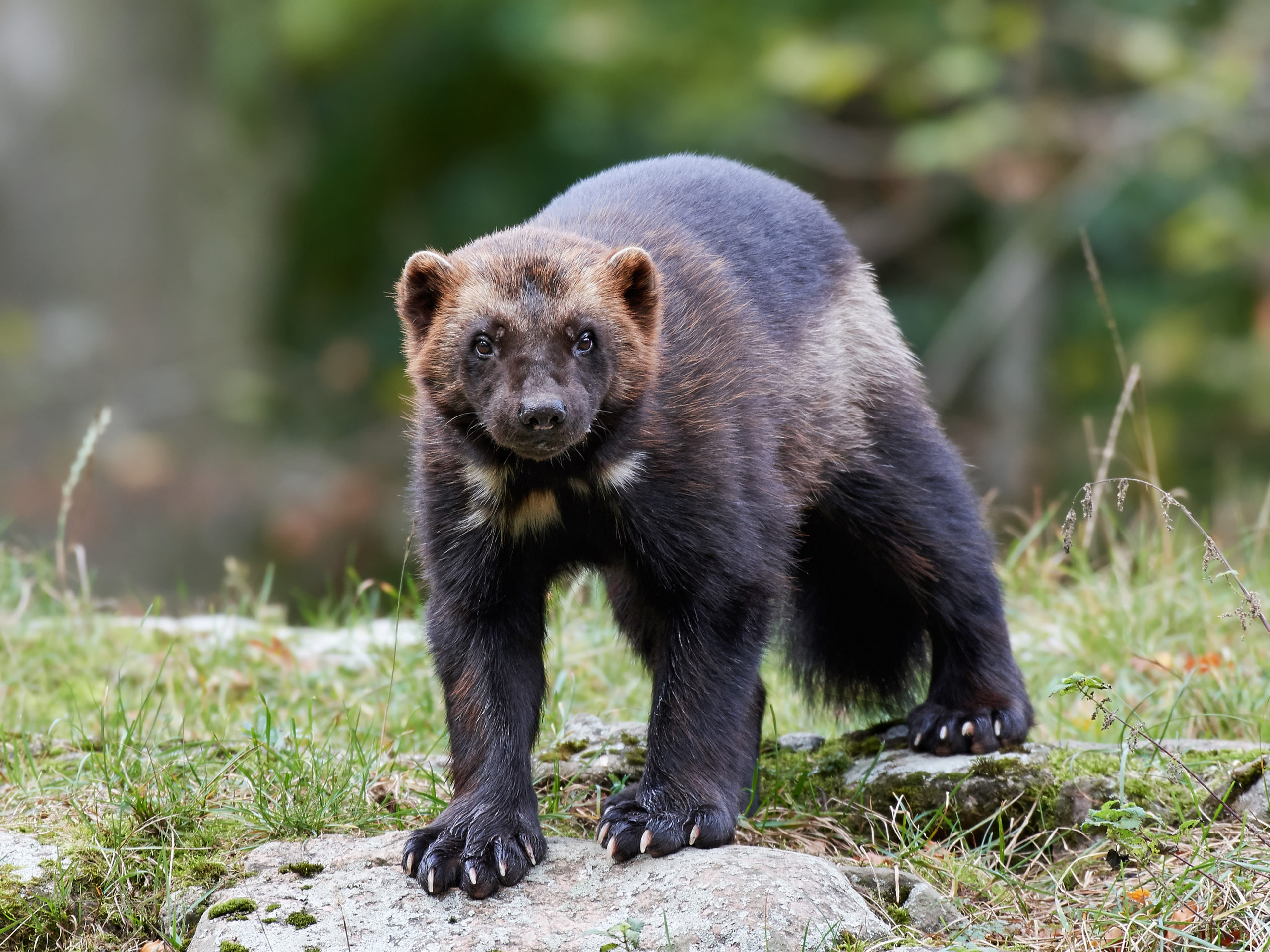 Wolverine looking at camera. Photo Denja1 istockphoto scaled 1