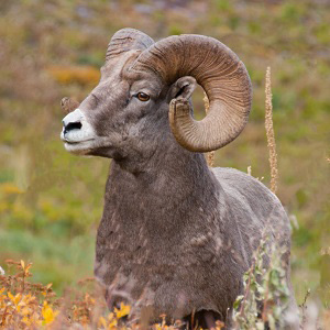 bighorn2