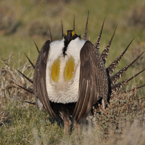 sage grouse