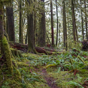 state forests2