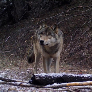 Wolves6