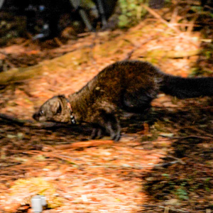 Fishers2