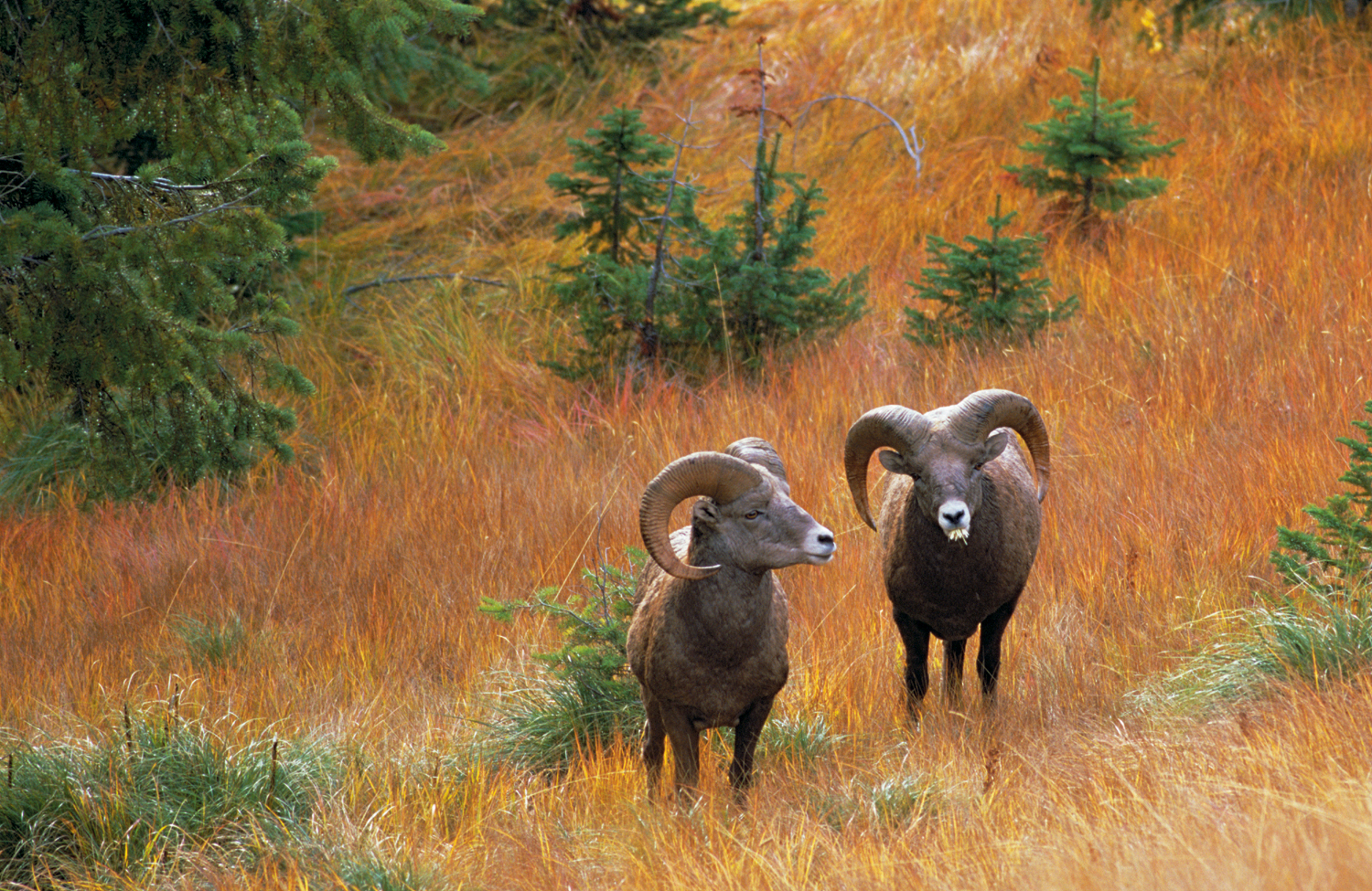 EMBED BigHornSheep Johnston 1