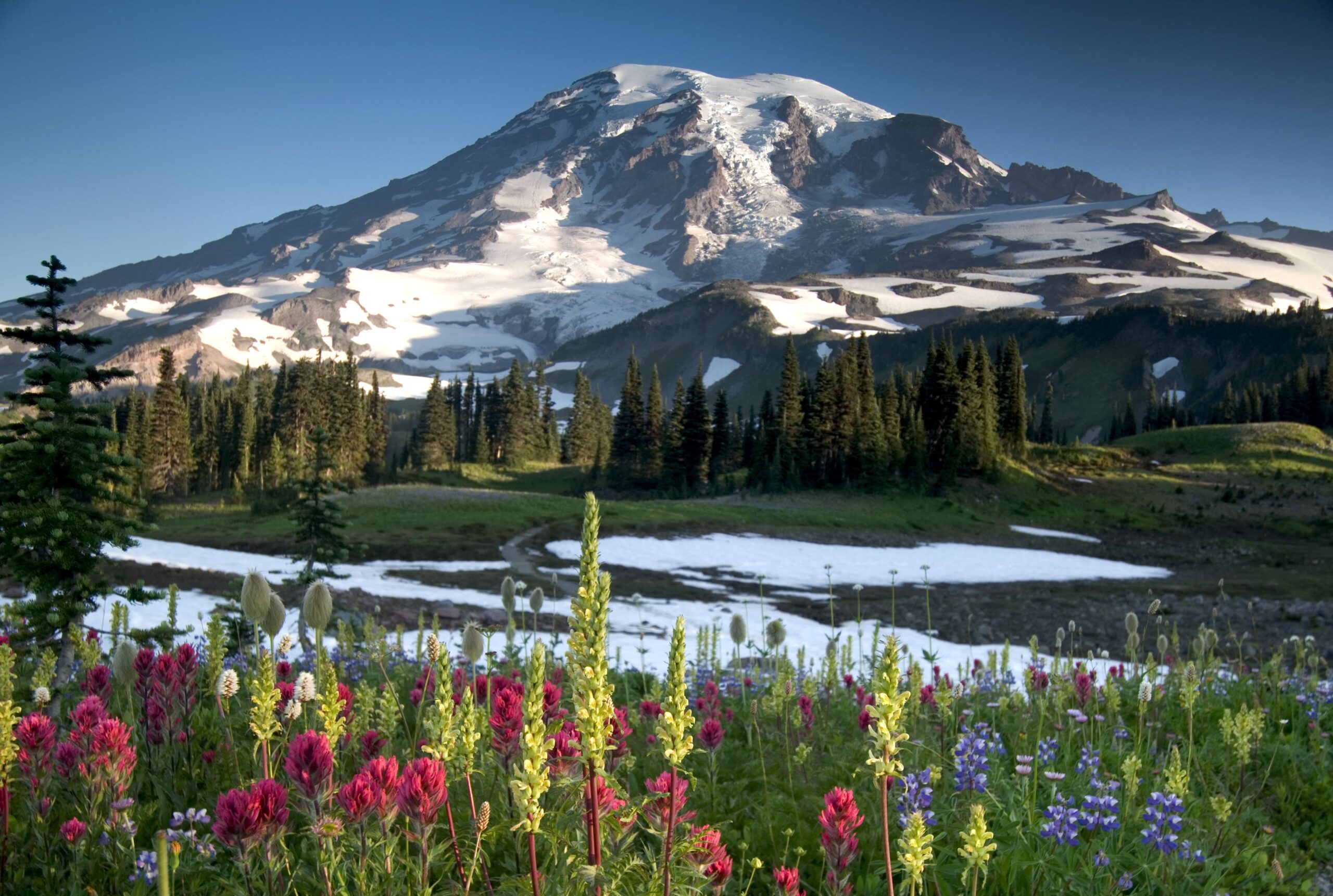 Wildflowers at Paradise Ridge. Photo jamcgraw iStockphoto scaled