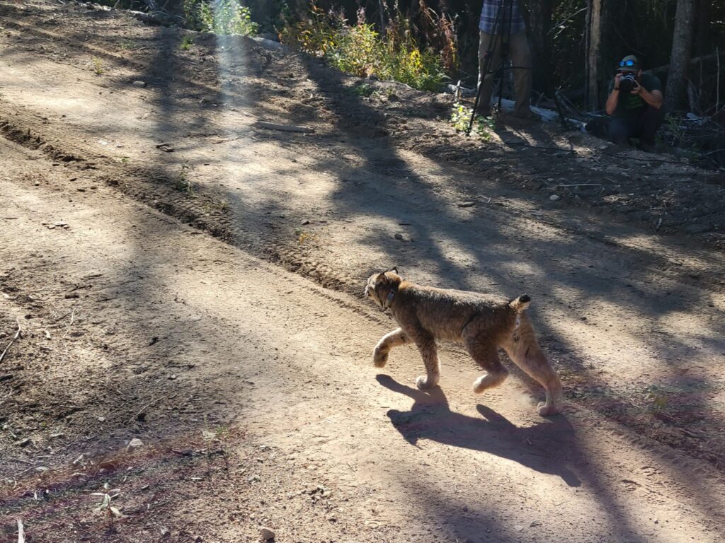 photo of lynx after being released on the Colville Indian Reservation