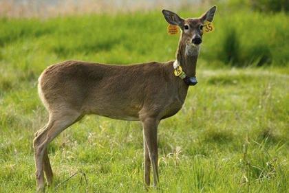 columbianwhite taileddeer doe bpa doi usfws 2018translocationprojectreport