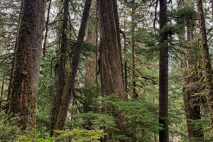 Old growth forest
