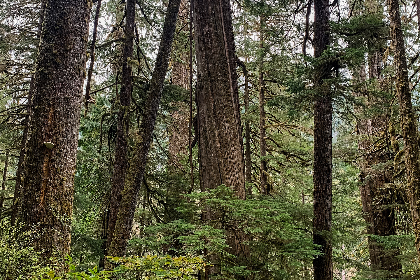 Structurally complex old forest