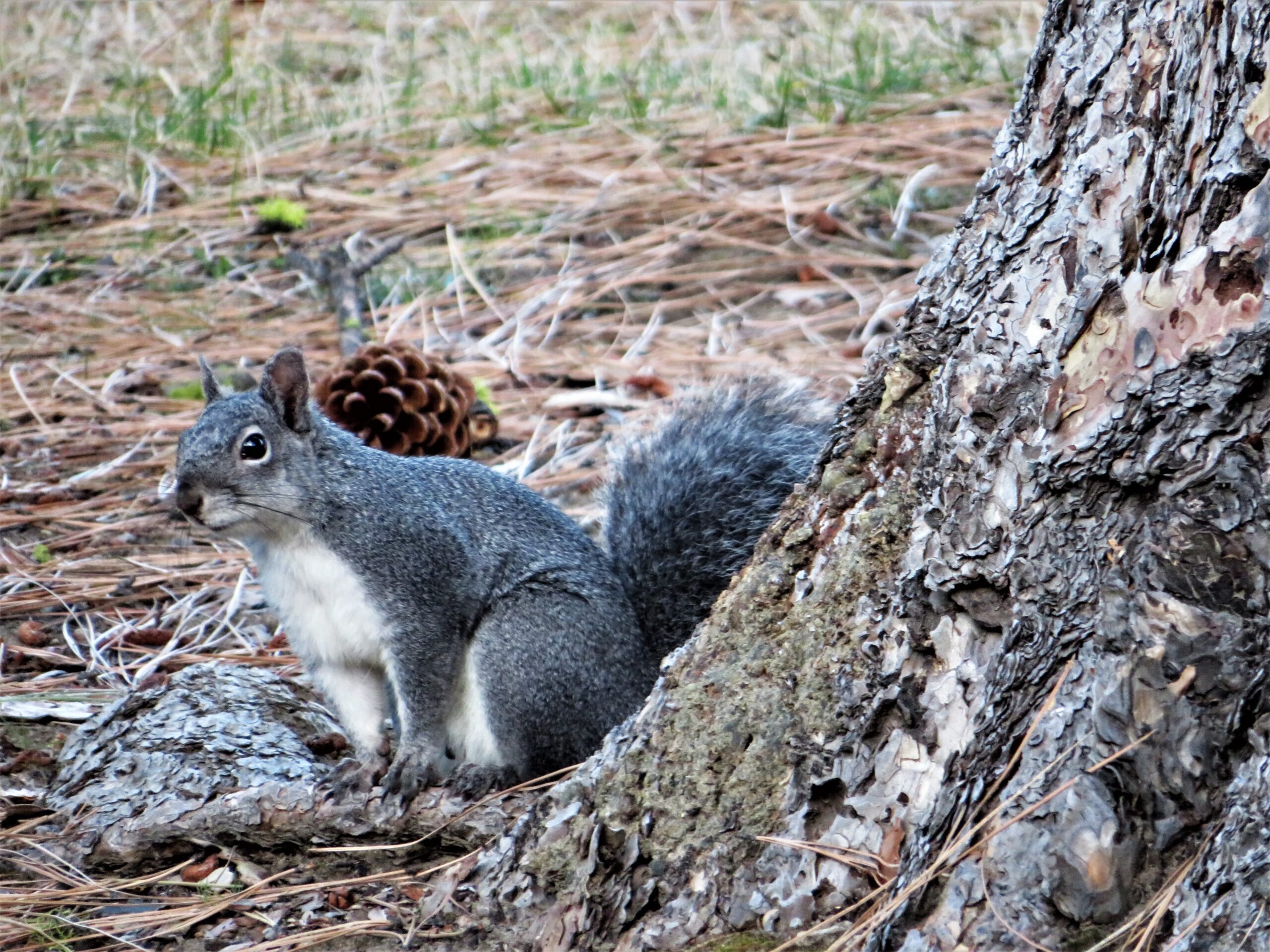Danielson Western Grey Squirrel LOCATION DATE TAKEN 2 scaled 1