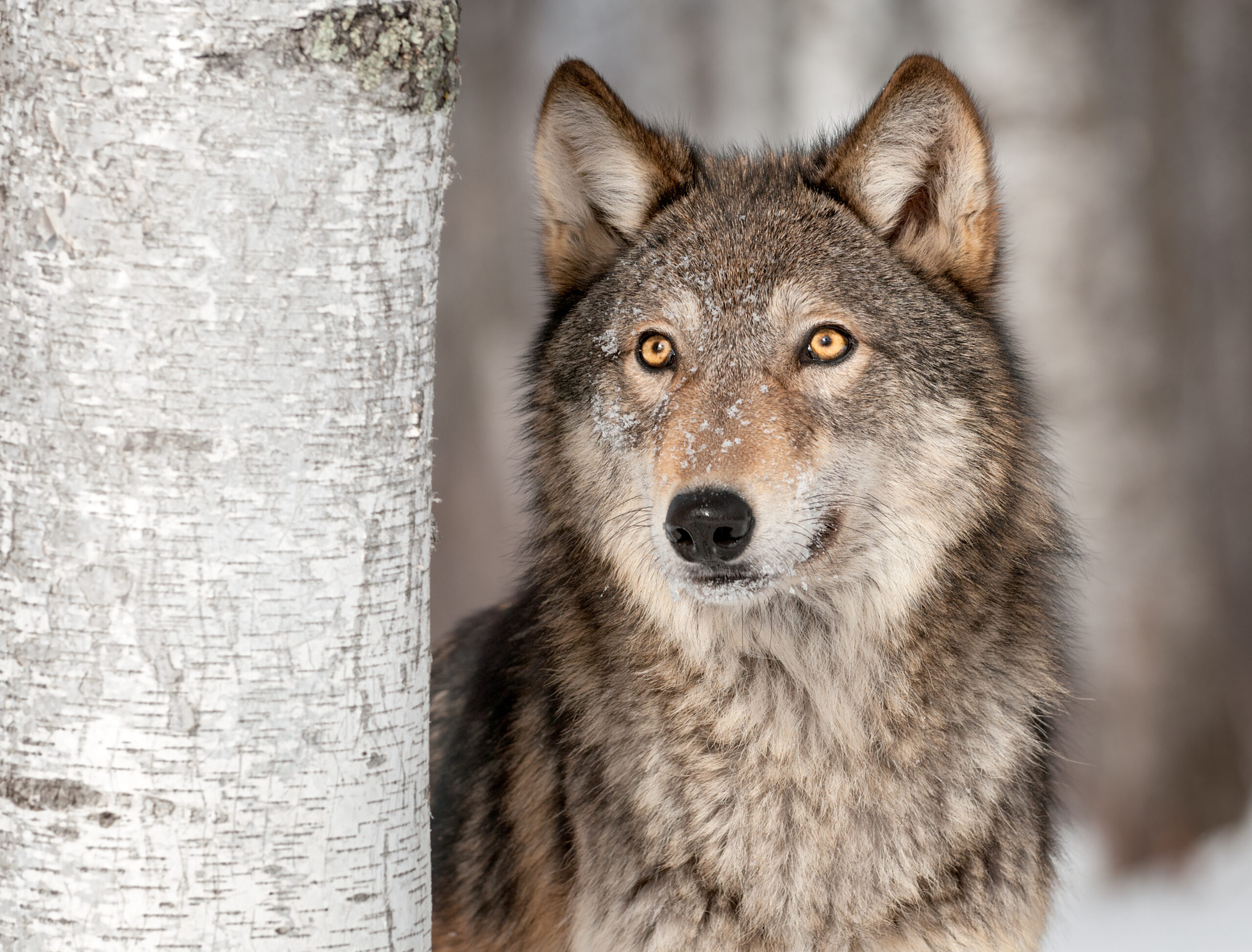 Grey Wolf Canis lupus Looks Up AdobeStock 55193652 scaled 1