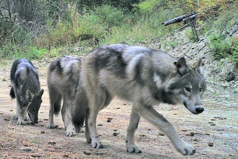 WDFW WA WOLVES 1