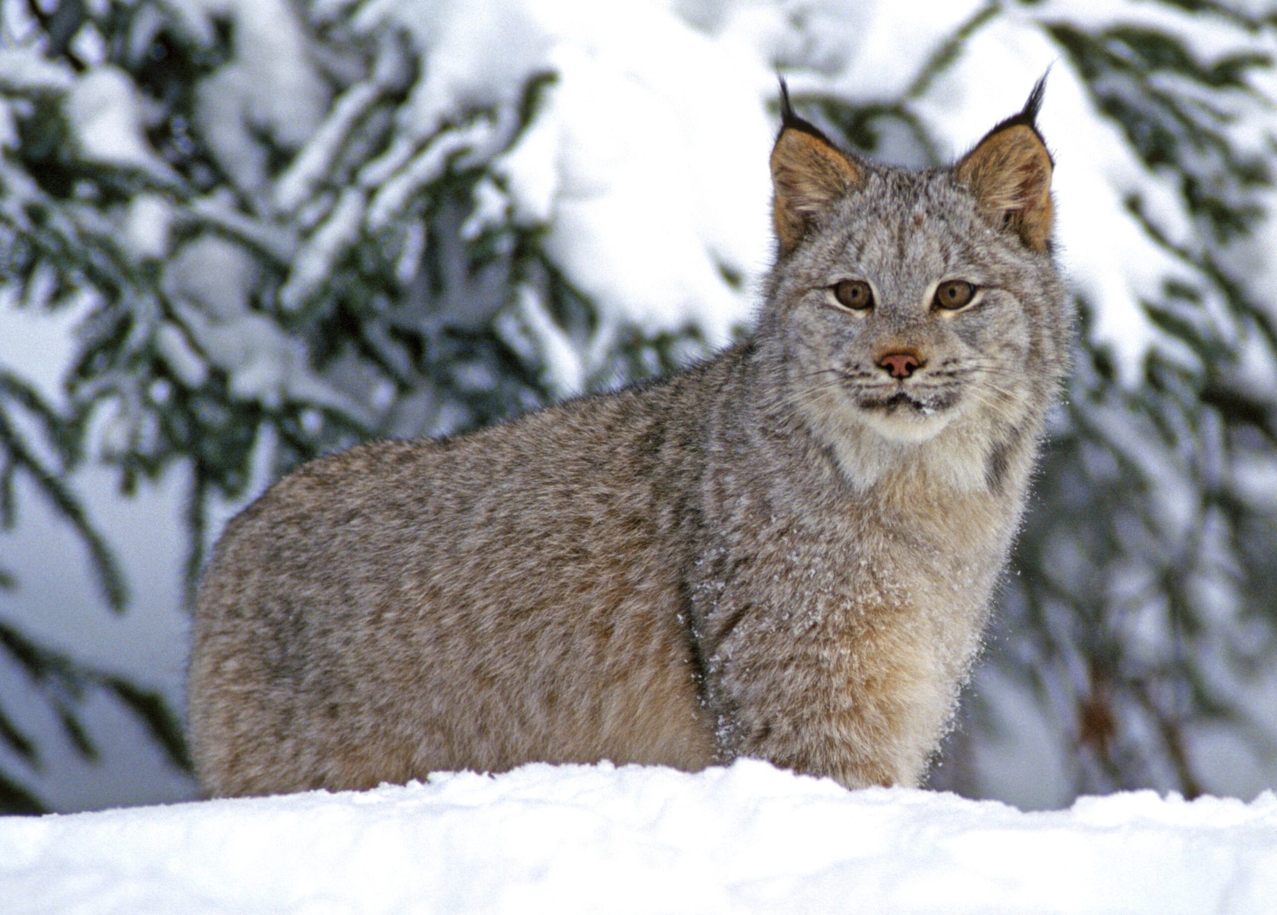 Canada Lynx lynx canadensis in Winter. Copyright John Alves.istockphoto.com 2 scaled 1