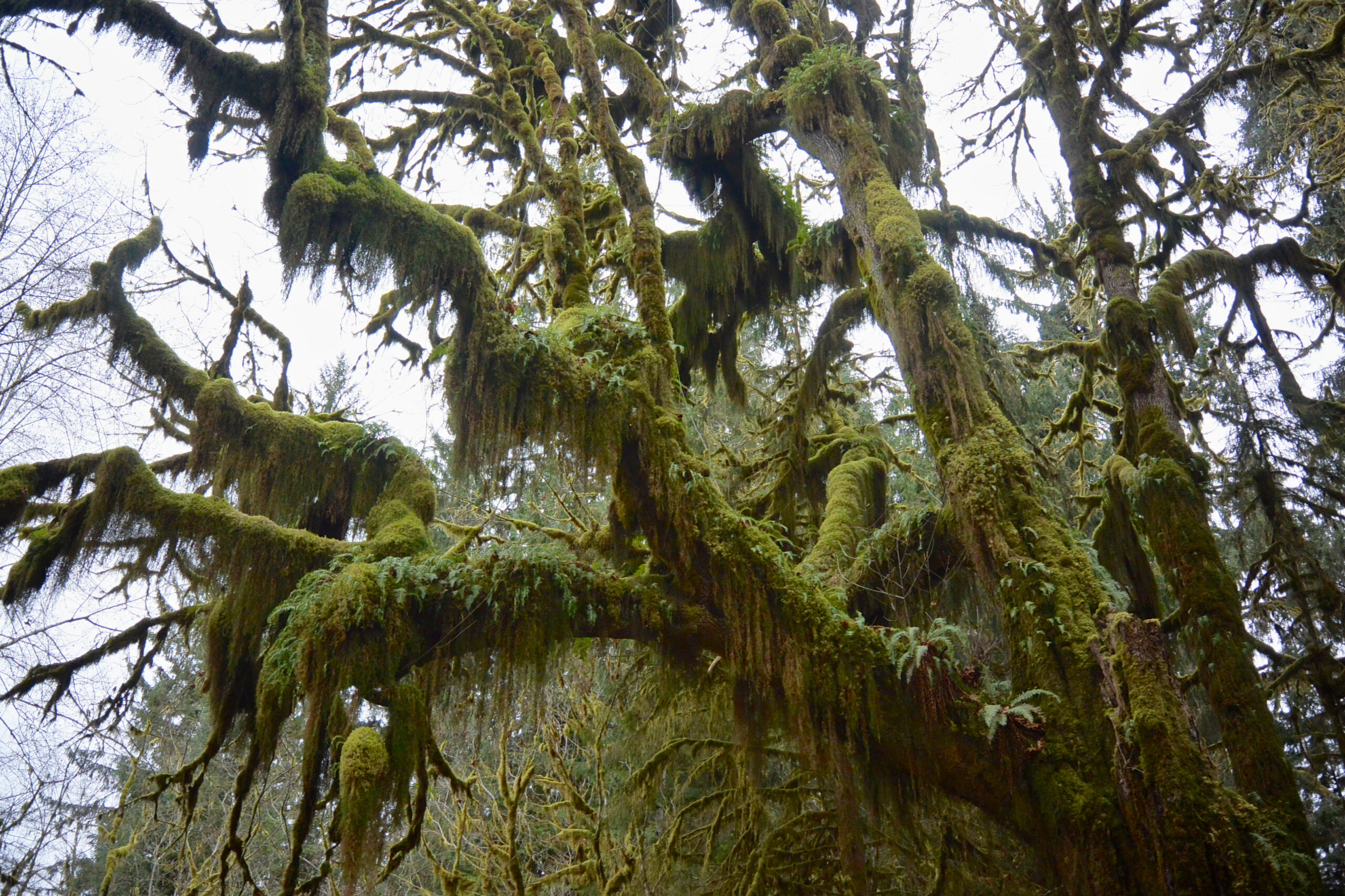 Queets Olympic National Park. Photo Chase Gunnell scaled 1