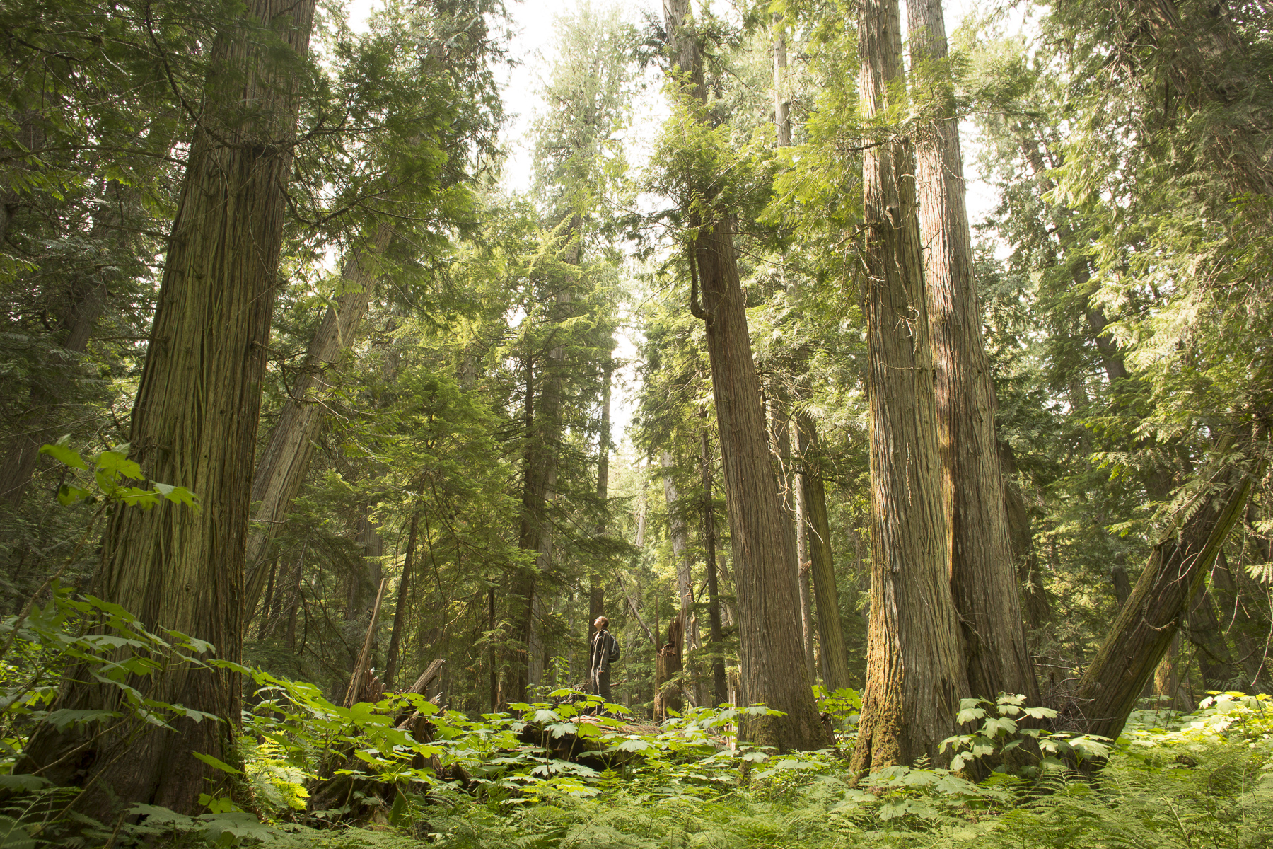 Sunlight filters through a dense old-growth forest with towering evergreen trees and lush green understory.