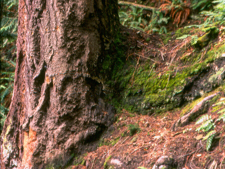 whatcomoldgrowth edited