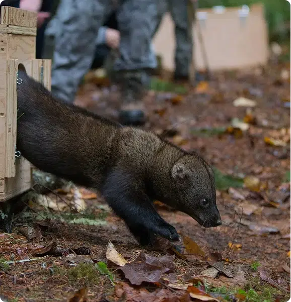 A wolverine steps out of a wooden release crate into a forest during a wildlife reintroduction effort.