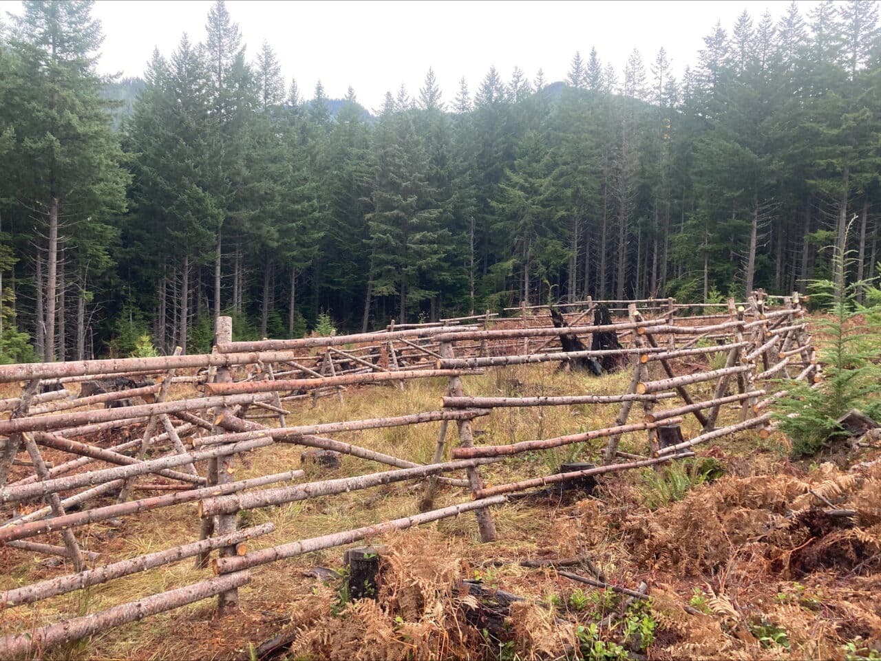 Buck rail fencing