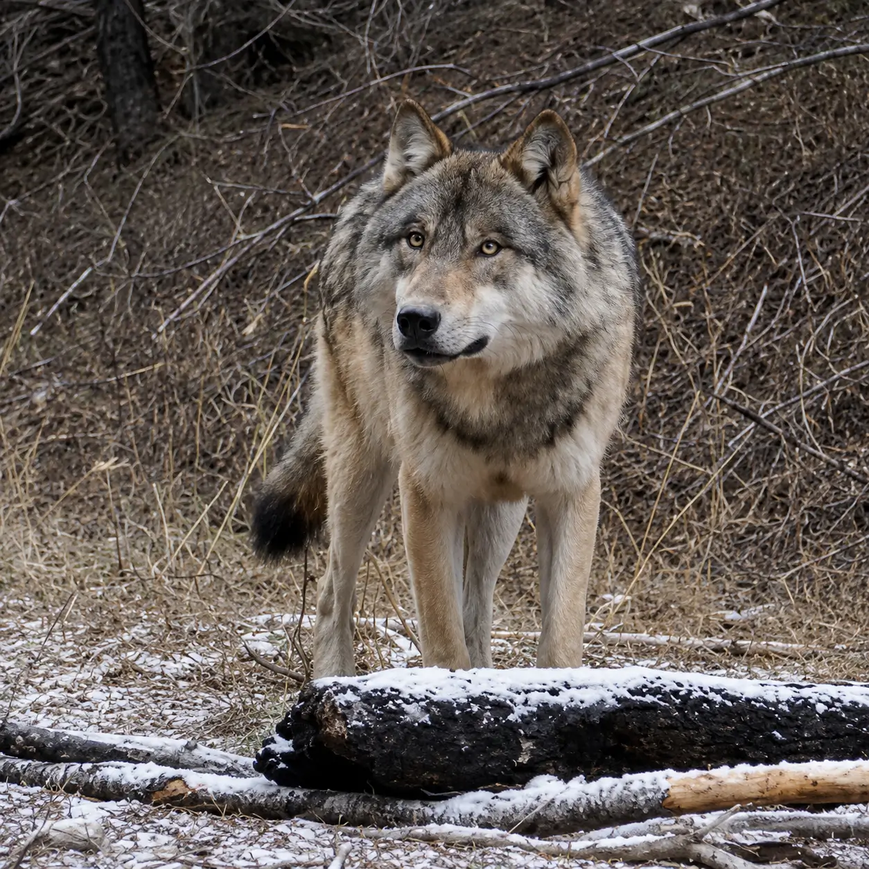 A gray wolf stands alert on a snowy forest floor next to a fallen log, with trees and dry grass in the background.