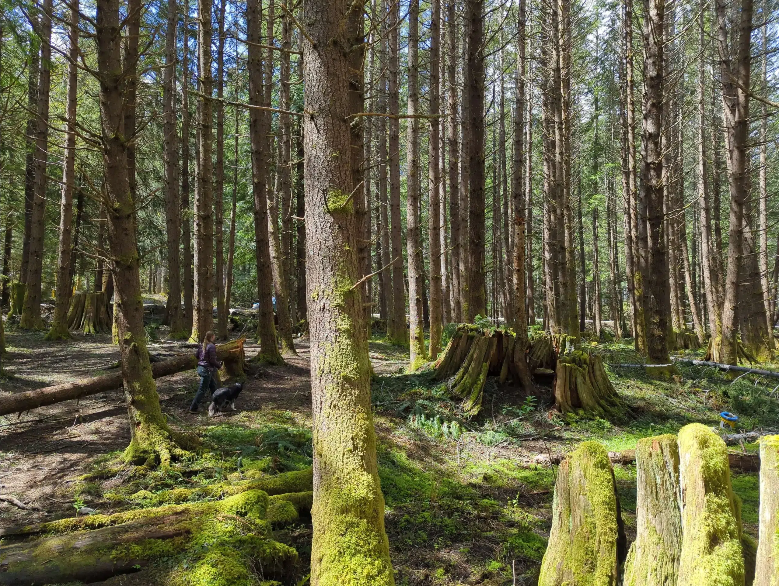 Central Cascades Watershed Restoration 9 scaled