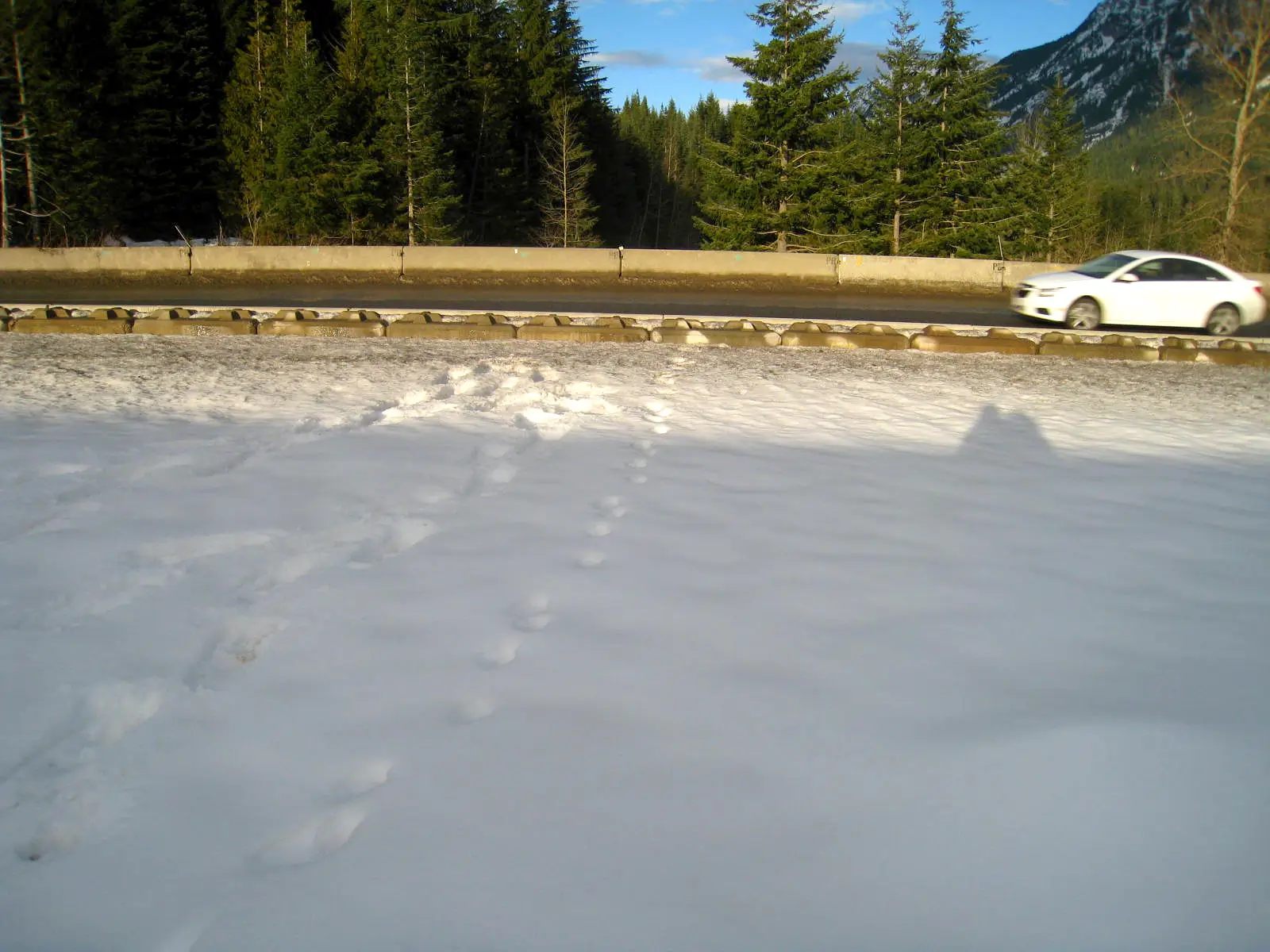 Coyote crossing highway w car levels CWMP 1