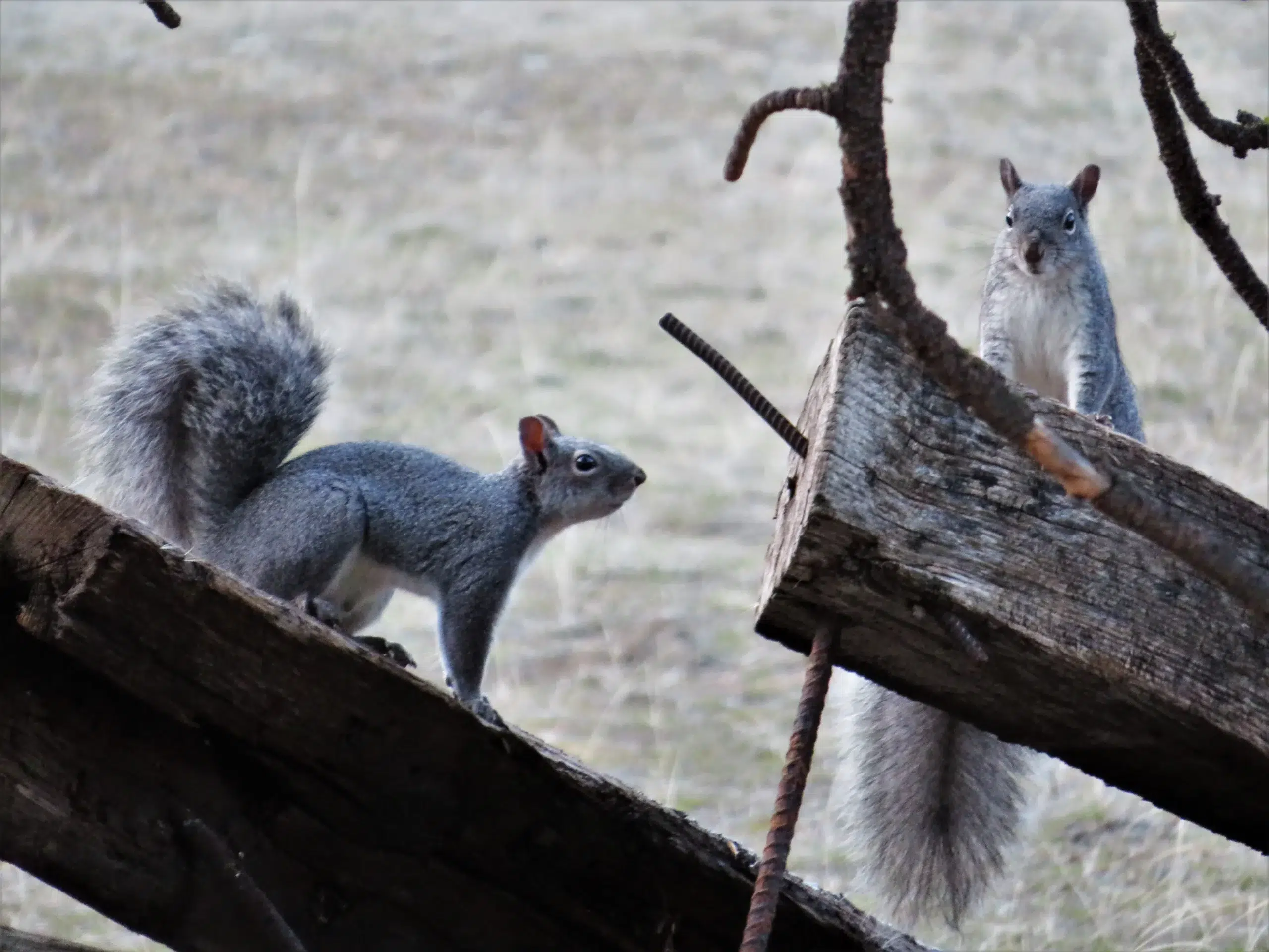 Danielson Western Grey Squirrel LOCATION DATE TAKEN 1 scaled