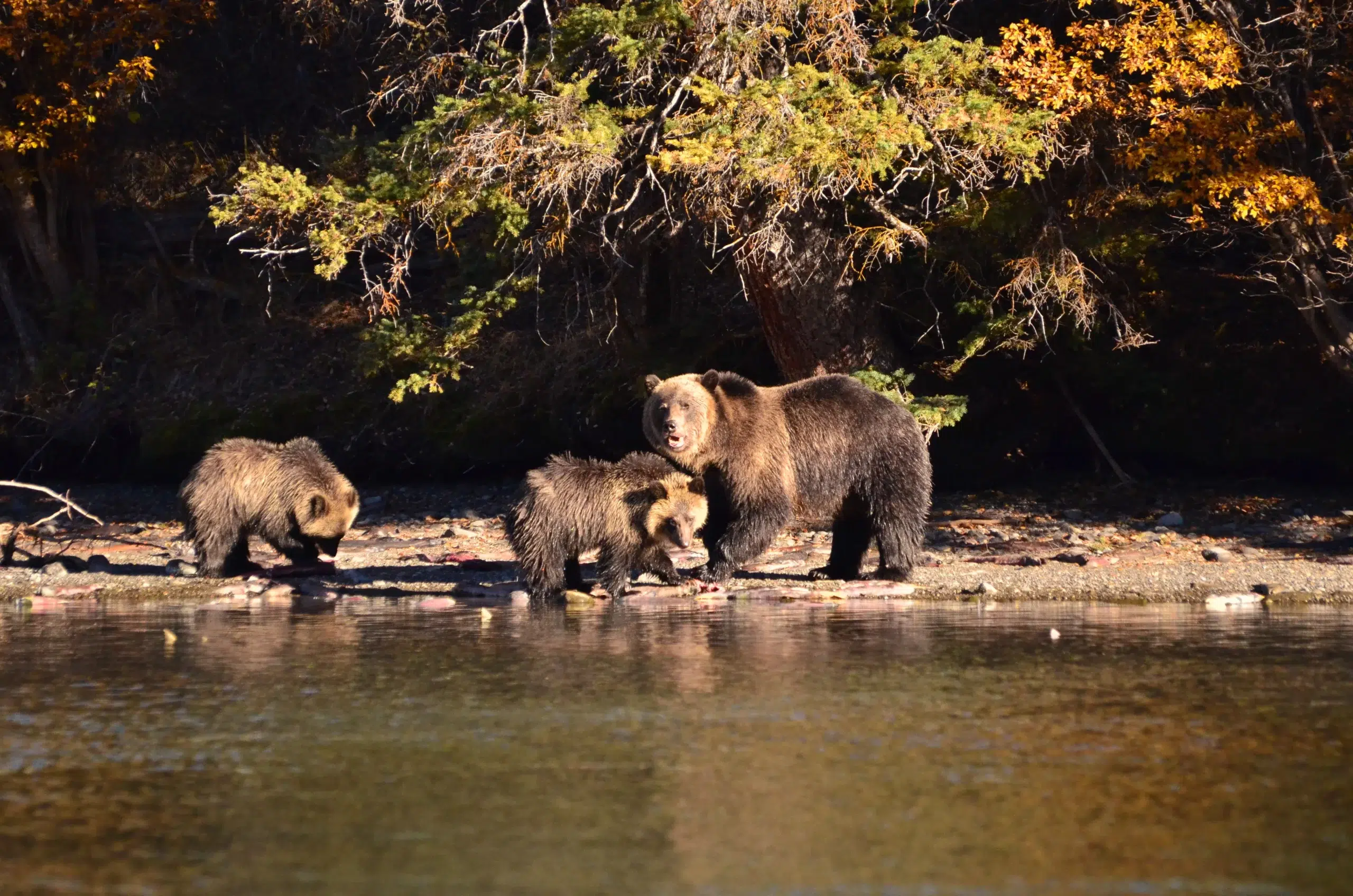 Grizzly and cubs on shore of Chilko Lake British Columbia. Photo Jeremy Williams scaled