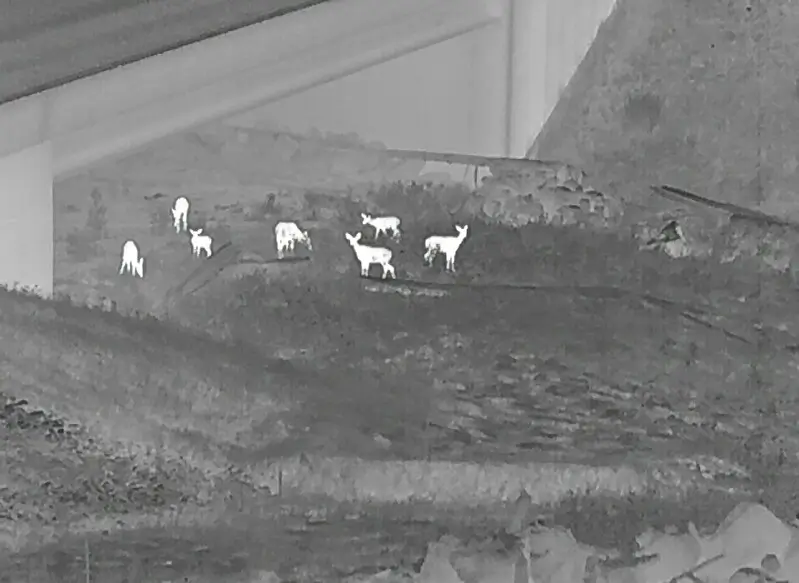 Herd of cow elk at Hyak. WSDOT