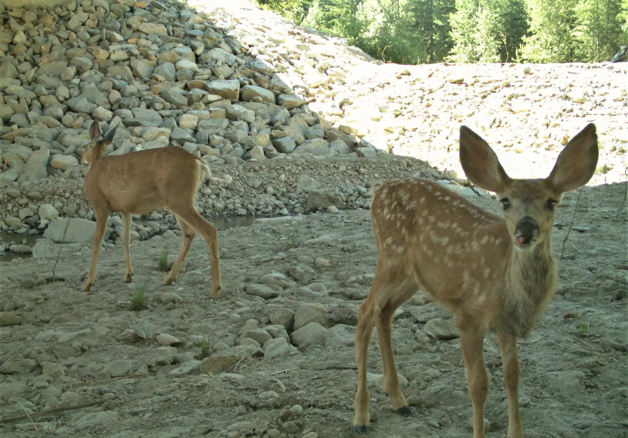 Mule deer fawns. WSDOT