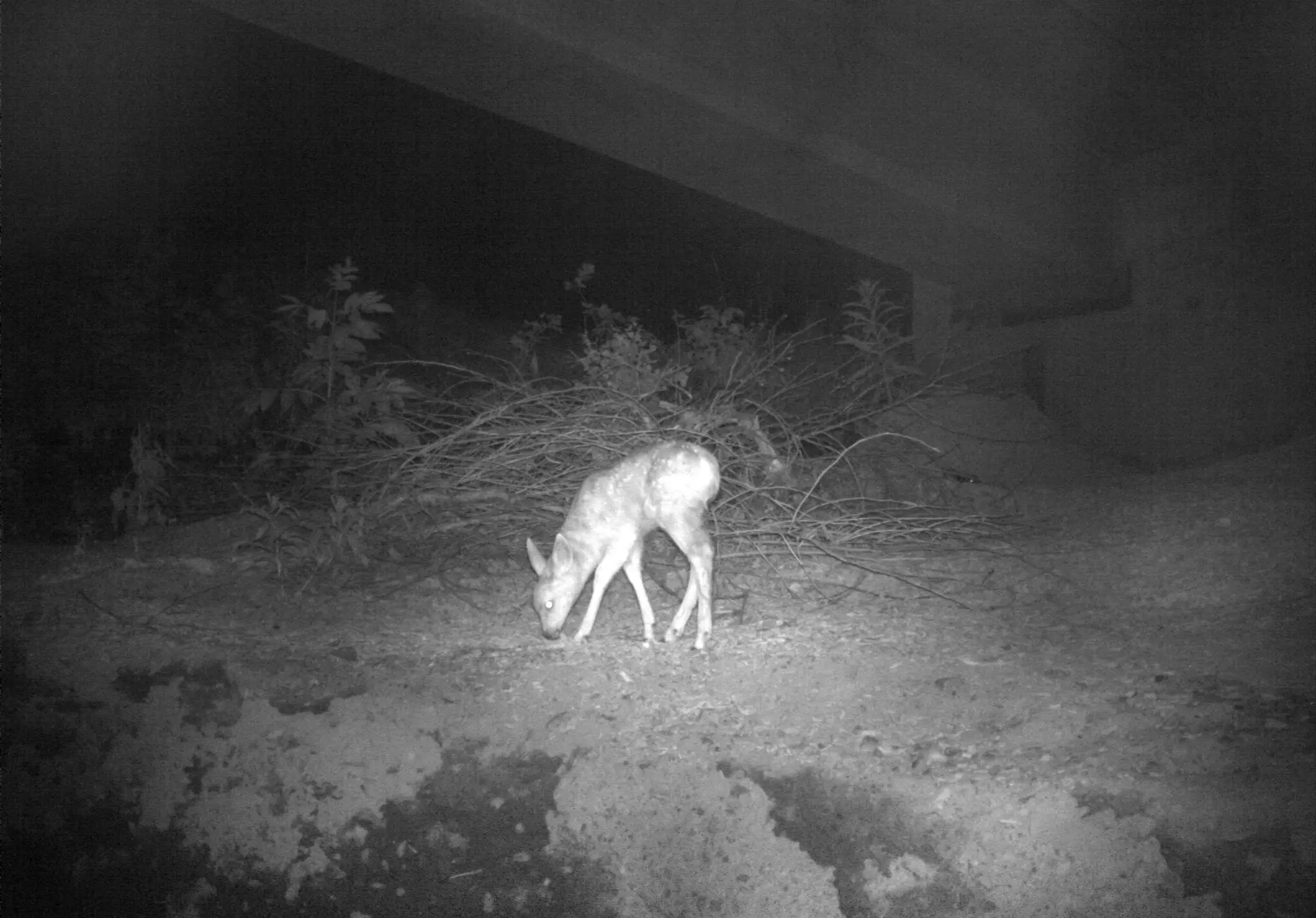 conservationnw image