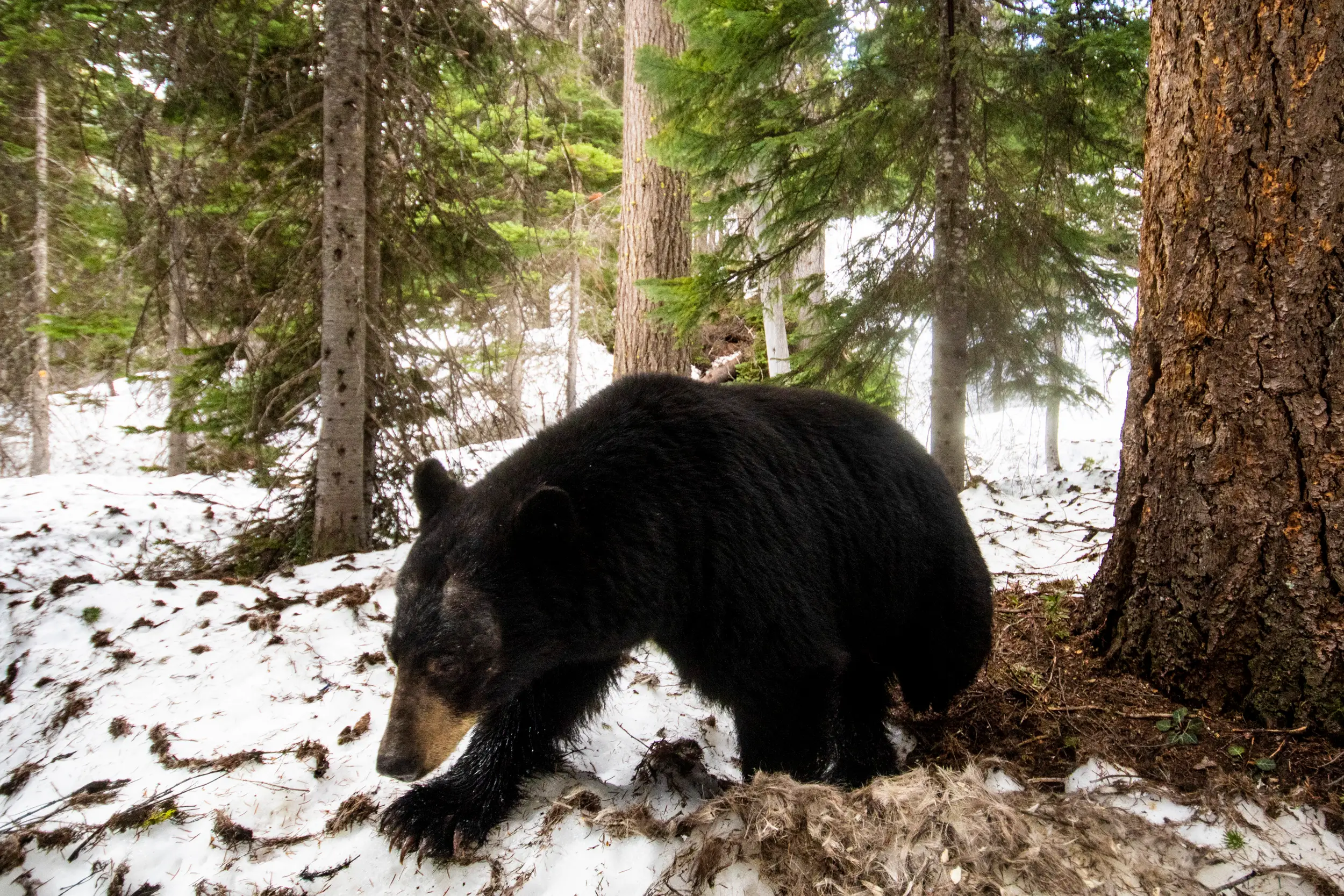 black bear CWMP