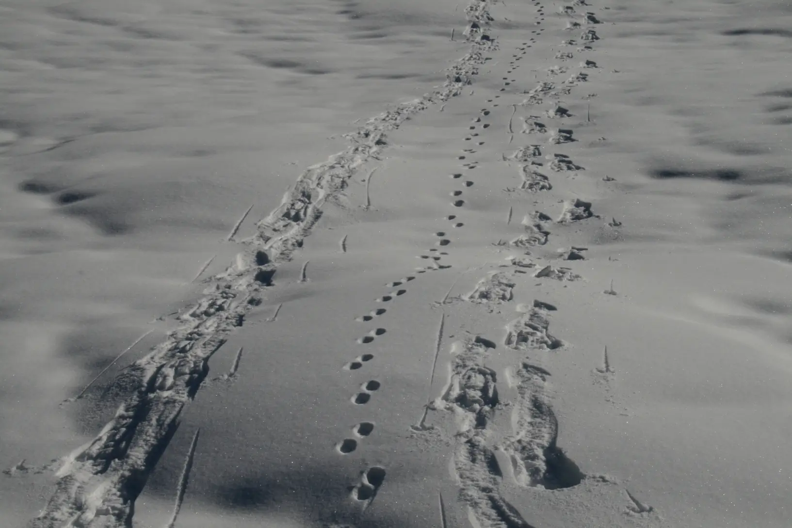tracks in snow