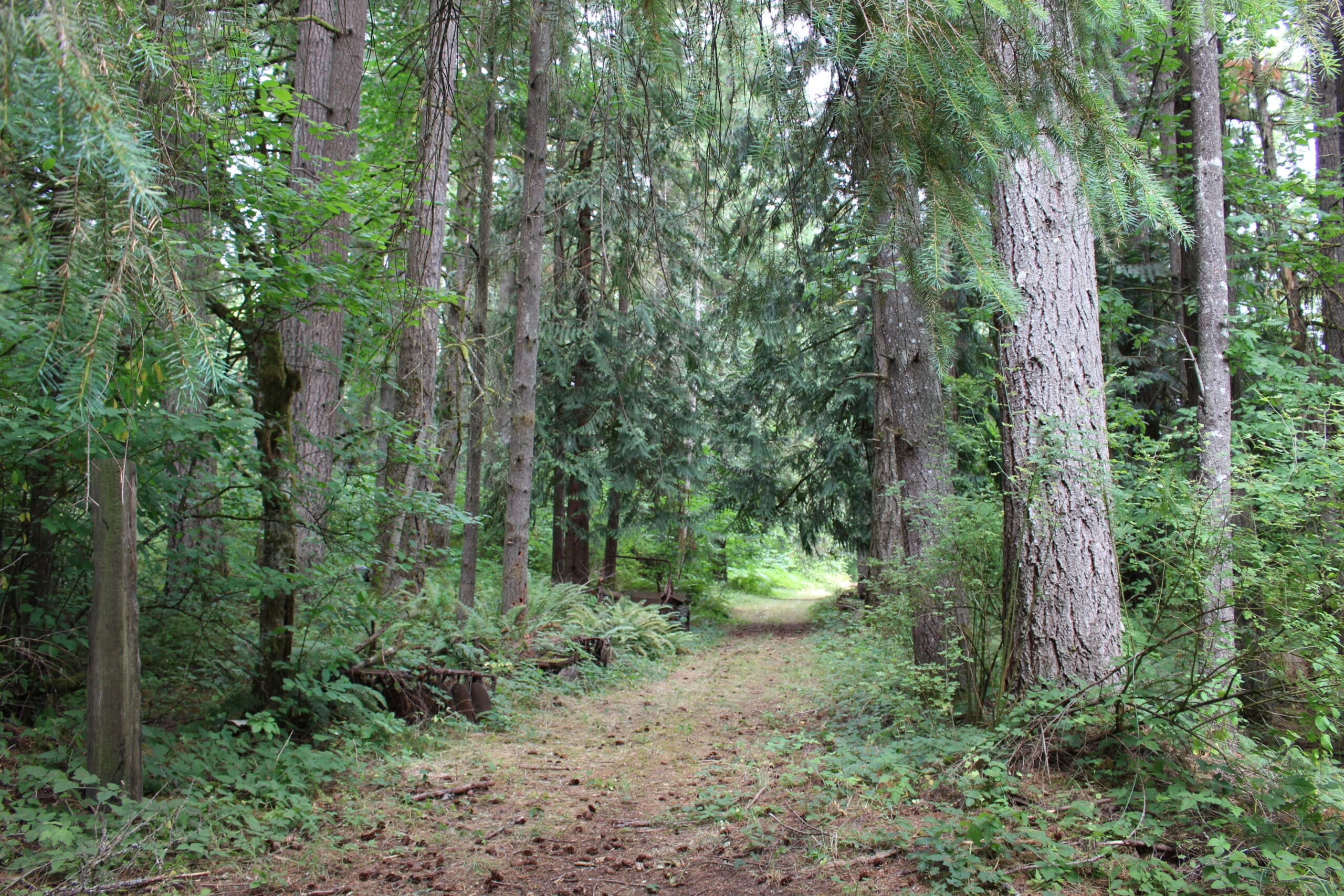 A dirt path winds through a lush, green forest with tall trees and dense foliage on both sides under daylight.
